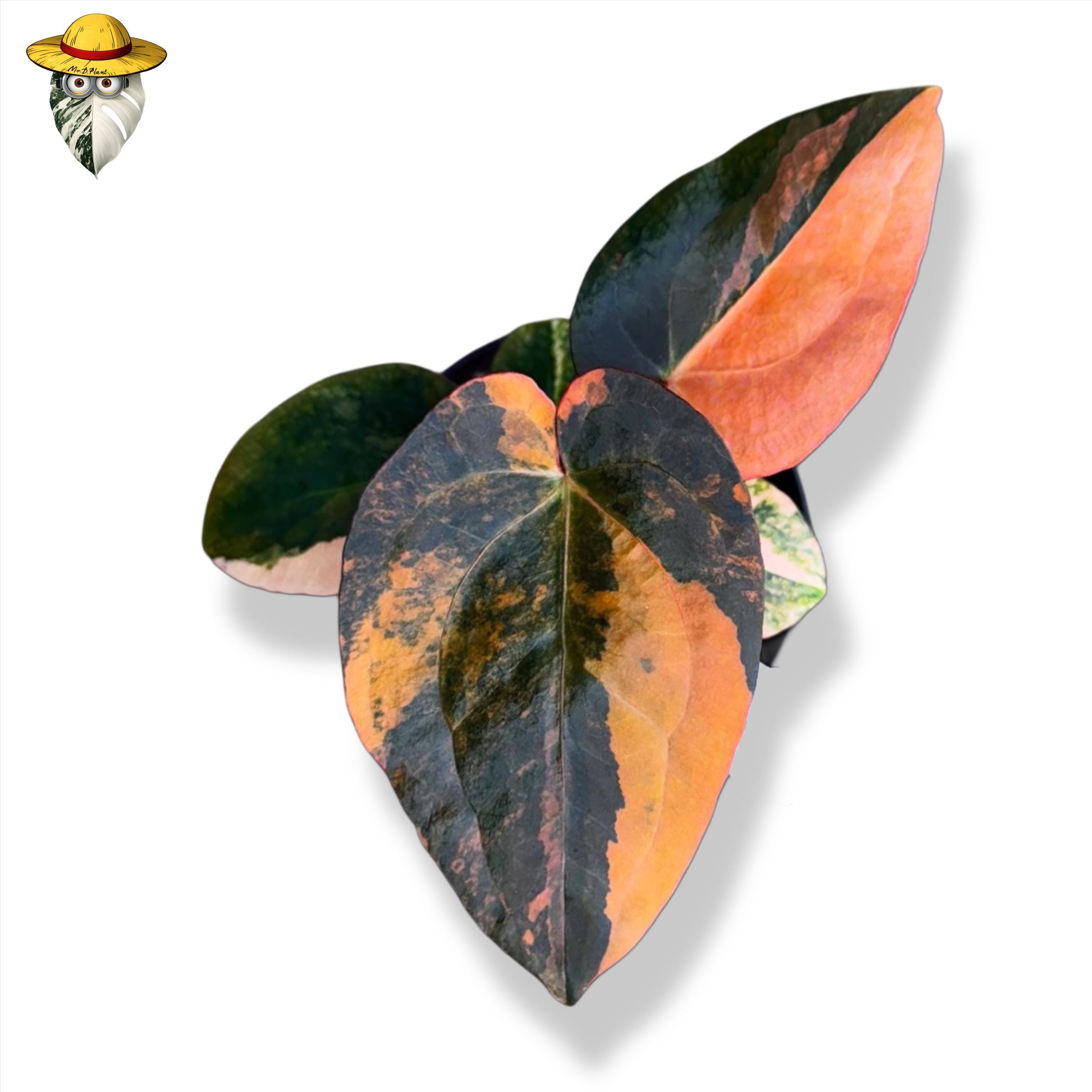 Anthurium variegated - Etsy 日本