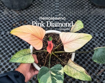 ホマロメナ ピンクダイヤモンド 斑入り (M) - Etsy 日本