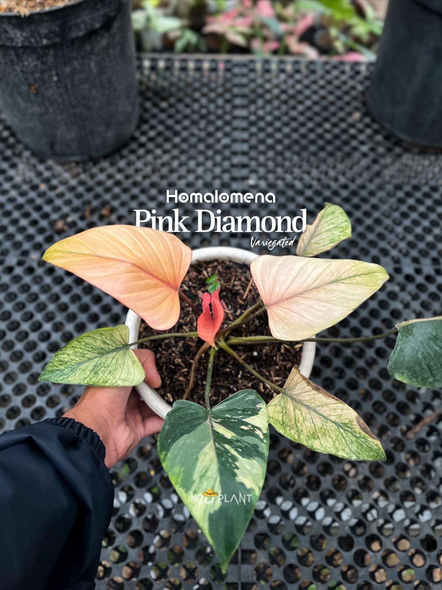 Homalomena pink diamond - Etsy 日本
