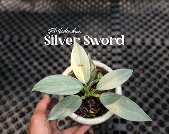 Philodendron Silver Sword (Hastatum) Variegated | Real Picture | Rare Tropical Aroid