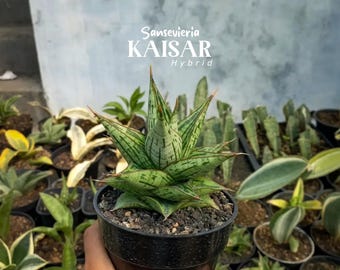 Sansevieria Kaisar Hybrid | Reference Photo | Easy Care Houseplant | Rare Succulent Plant