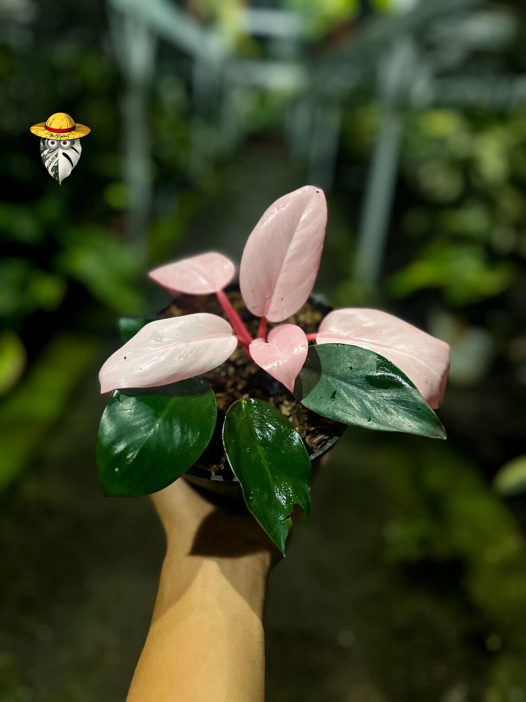 Pink Congo Philodendron Variegated Live Plant – Real Photo ...