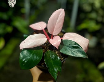 Roze Bonte Bonte Levende Plant Congo Philodendron – Certificaat Echte Foto Fytosanitair