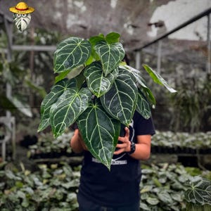 Anthurium Dark Crystallinum - Etsy