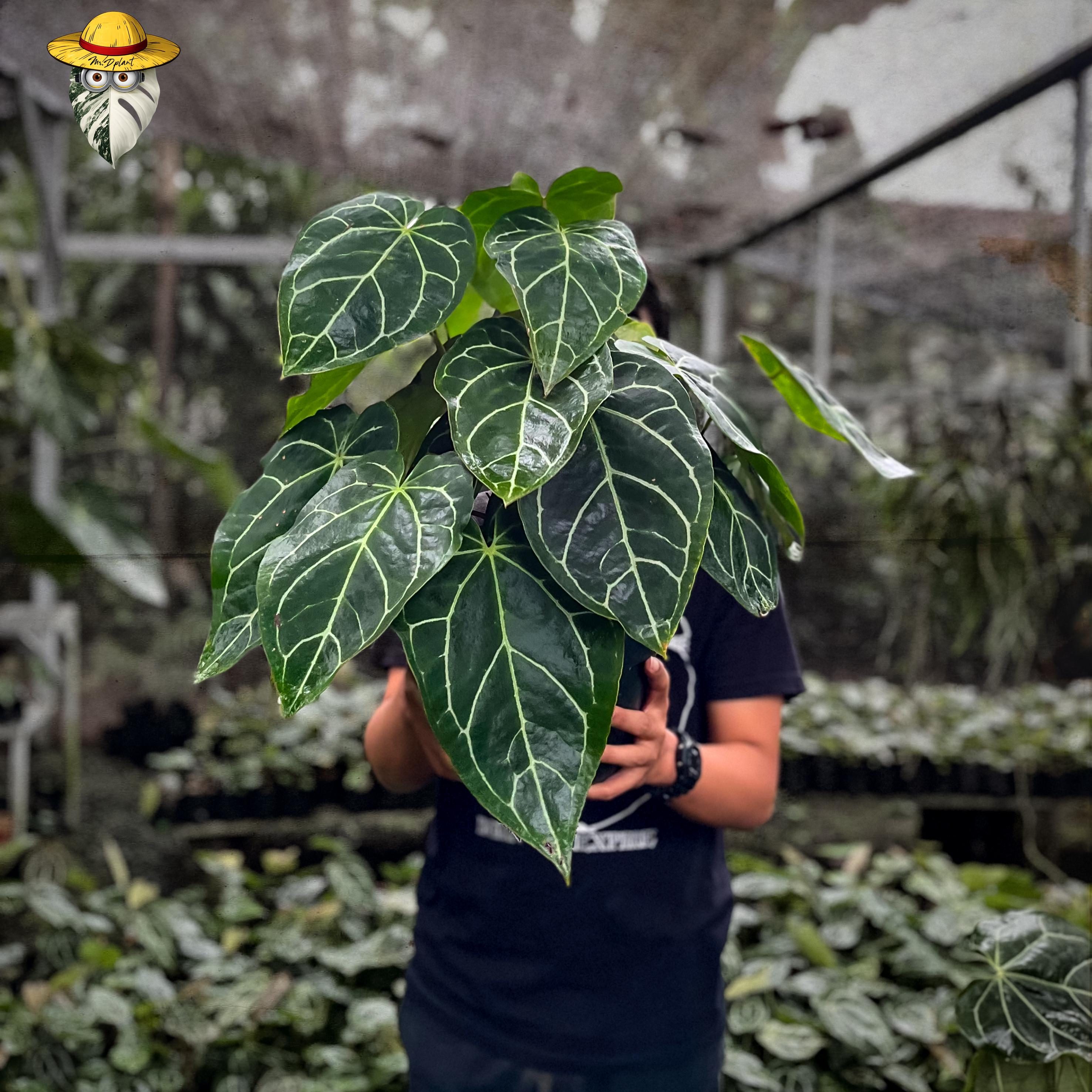 Anthurium crystallinum dark - Etsy 日本