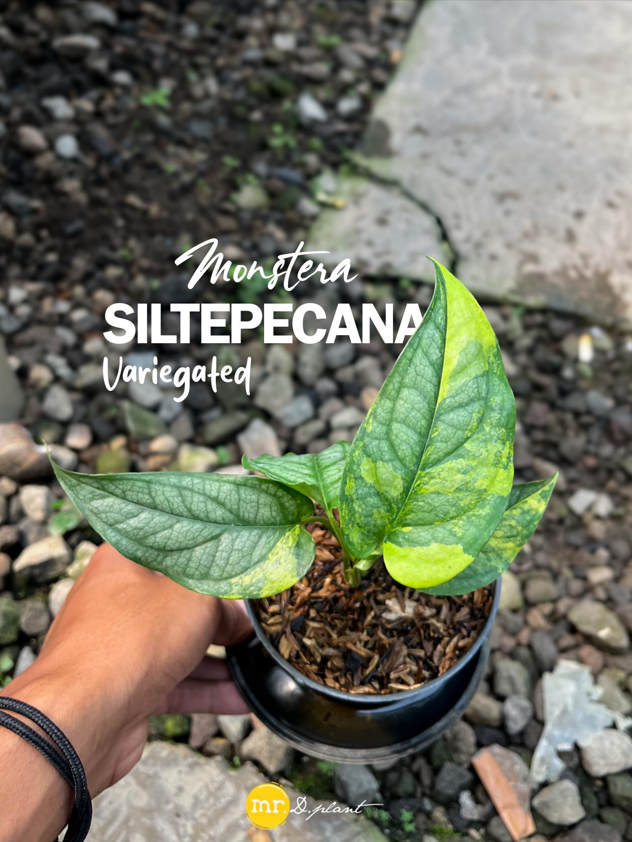 その他観葉植物 Monstera siltepecana variegated Monstera Siltepecana Variegated - Etsy
