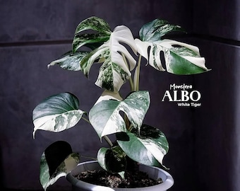 モンステラ ホワイトタイガー 斑入り希少植物 - Etsy 日本