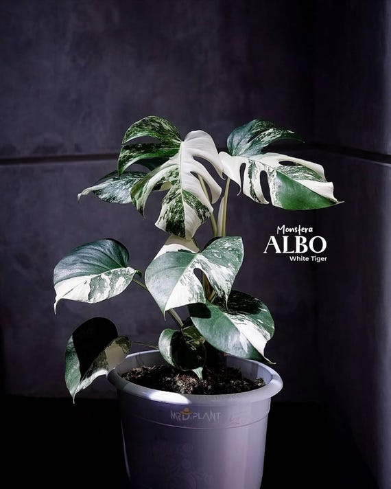 echte monstera deliciosa kaufen Artificial Monstera Plant – 7ft main image 0