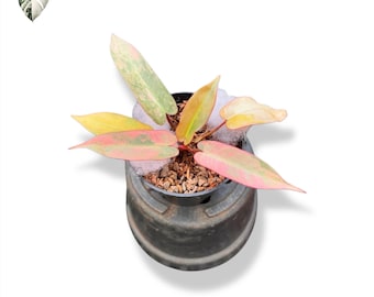 Philodendron Atabapoense Pink Variegated Rare Aroid Live Tropical Plant Reference Only