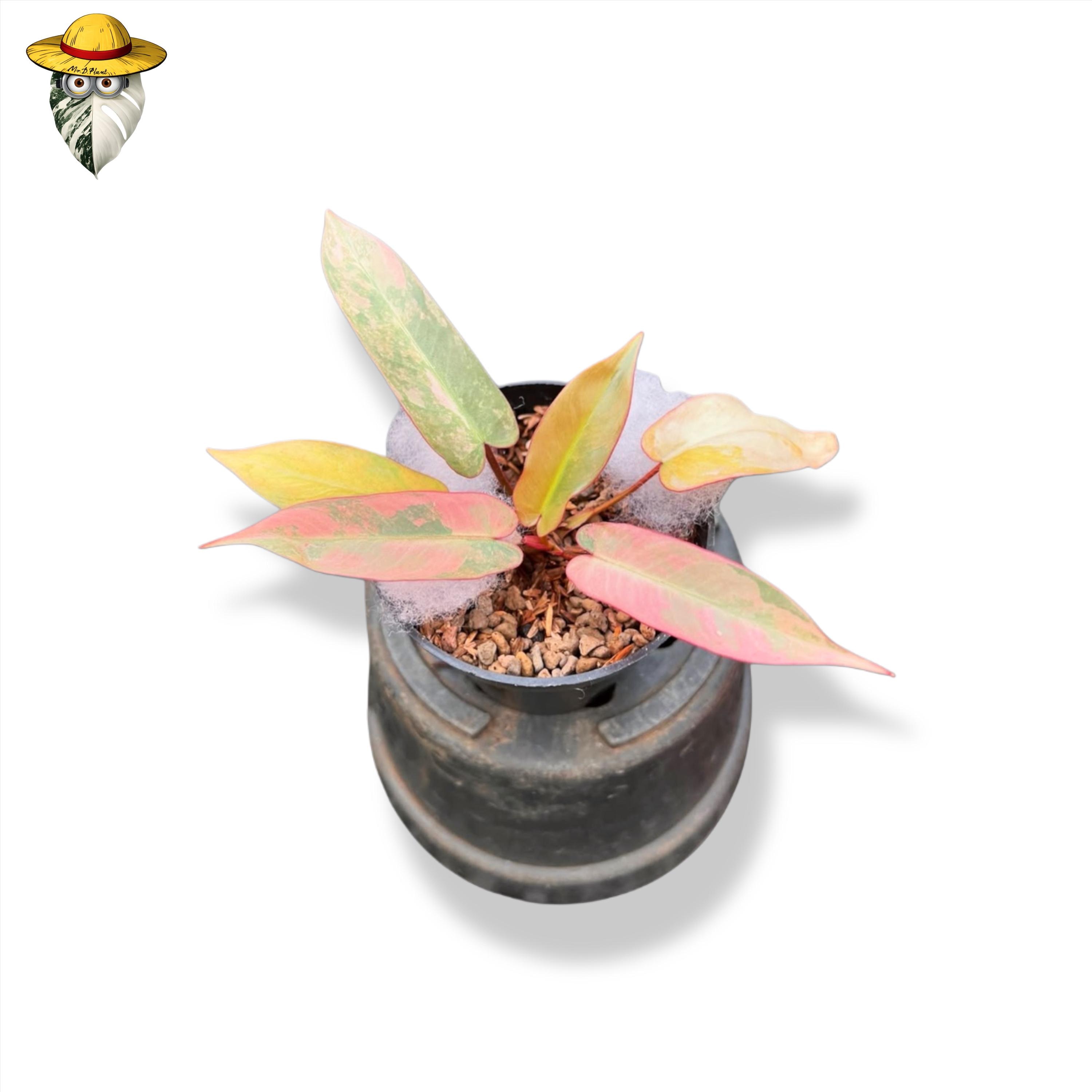 Philodendron atabapoense - Etsy 日本