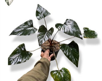 Homalomena Black Starter Plant (ALL STARTER PLANTS Require You to