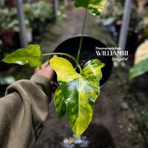 imperial red philodendron Philodendron Imperial Red  Green Millennium