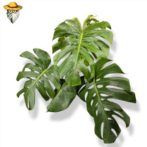 Monstera Deliciosa Beauty Green Mature Large Live Plant Pots (Real Photo)