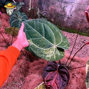 Rare Anthurium Black Venom × Michelle - Crimson Eclipse Variegated | Collector Grade Specimen Real Photo image 3