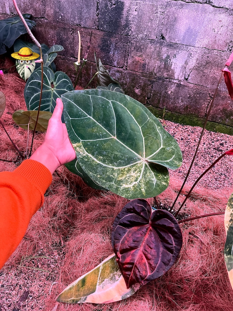 Rare Anthurium Black Venom × Michelle - Crimson Eclipse Variegated | Collector Grade Specimen Real Photo image 3