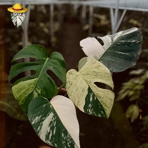Peut inclure: Gros plan sur des feuilles panachées de Monstera. Les feuilles présentent un mélange de couleurs vertes, blanches et crème. Les feuilles ont des fenestrations uniques, certaines montrant un motif bicolore. La plante est tenue dans une main.