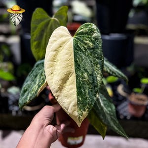 Anthurium portillae x - Etsy 日本