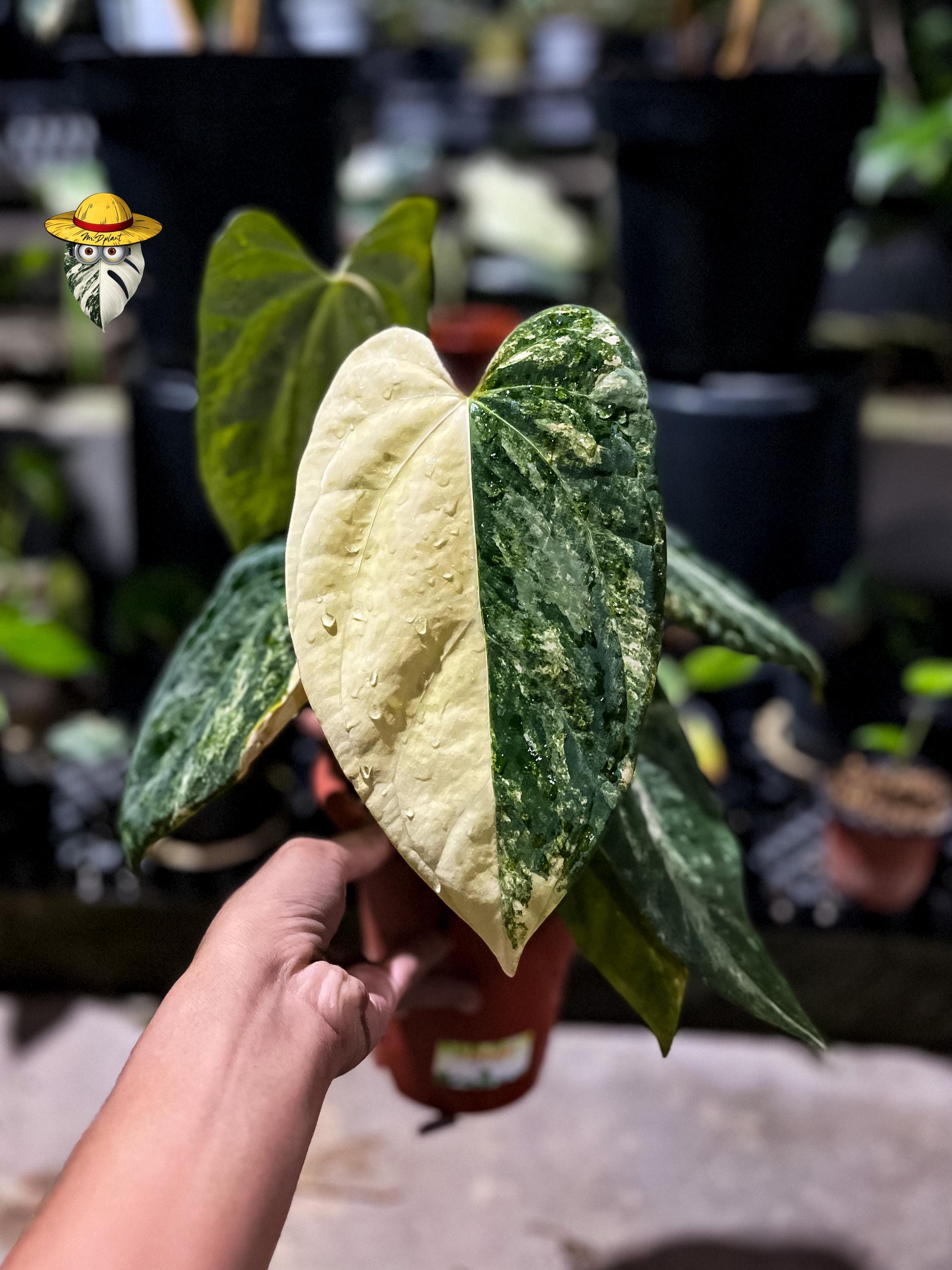 Anthurium Portillae - Etsy Canada