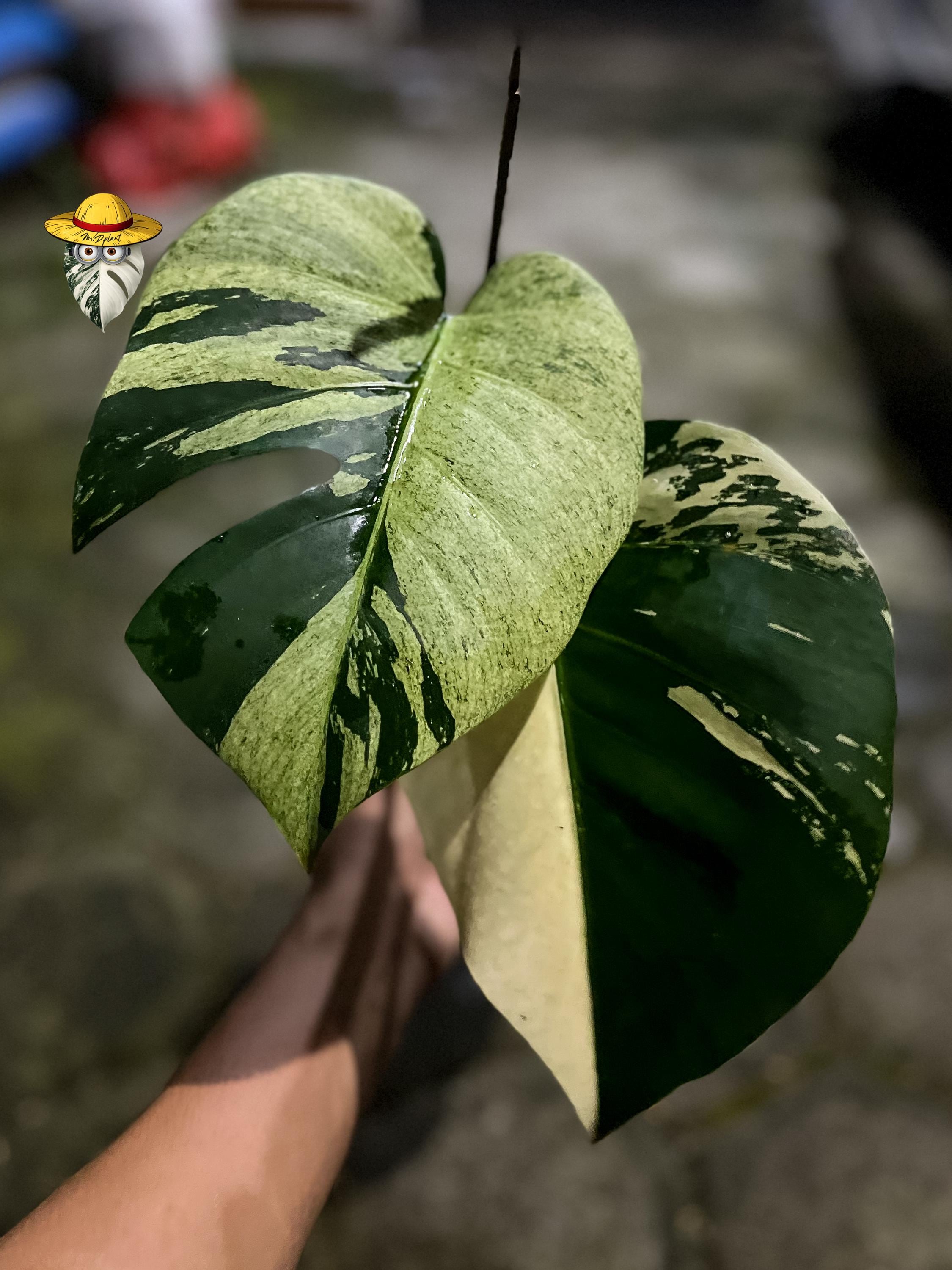 モンステラ観葉植物 - Etsy 日本