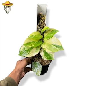 Scindapsus Rubicon Üppige Vielfältige Lebende Pflanze (Reales Foto)
