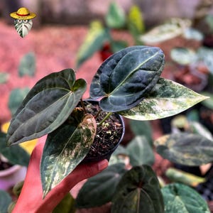 Anthurium Dark Phoenix - Etsy