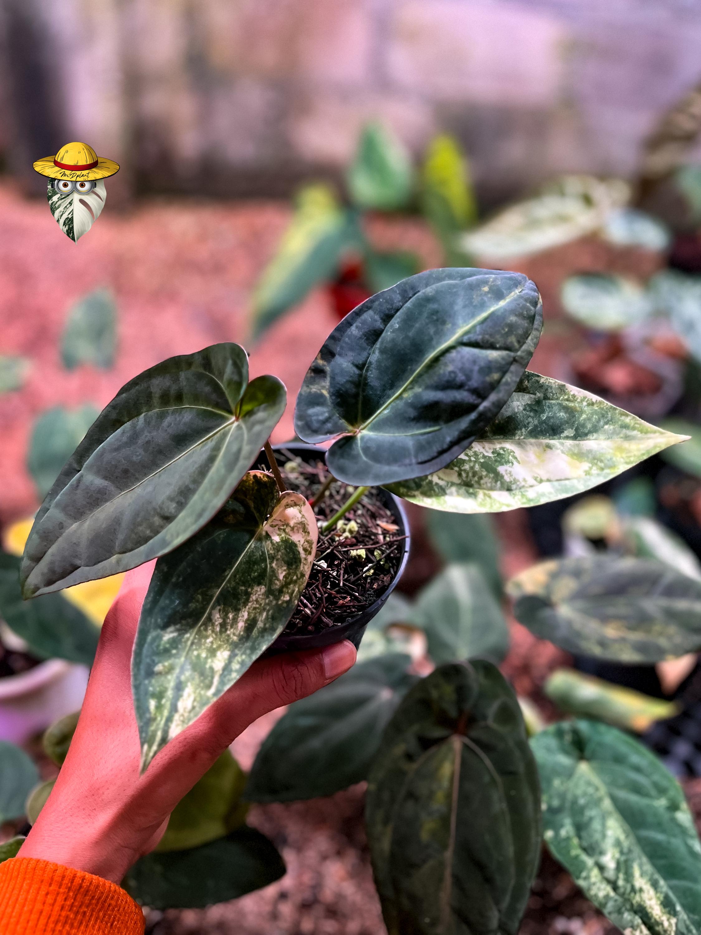 Anthurium dark phoenix - Etsy 日本