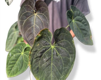 Anthurium Hoffmanii X Magnificum Mature Large Actual Plant (Real Photo)