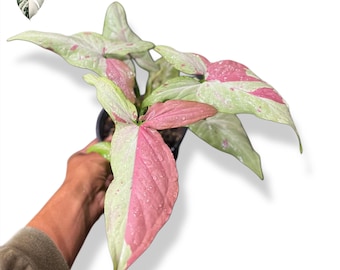 Syngonium Strawberry Salmon Variegated Live Plant (Real Photo)