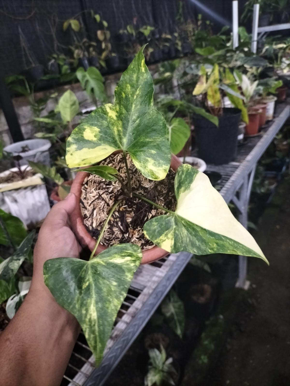 Anthurium pterodactyl variegata - Etsy 日本