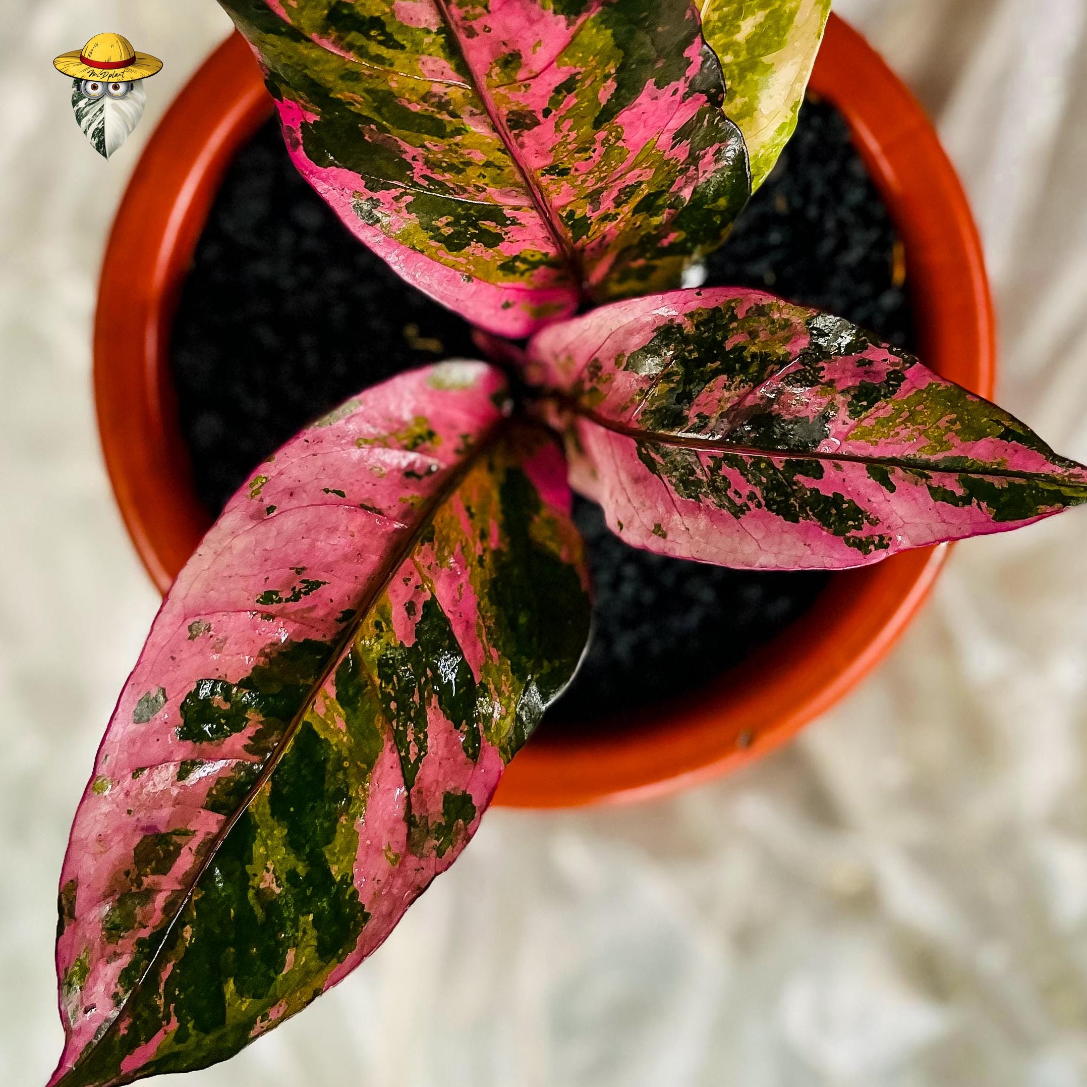 Anthurium Hookeri Pink Diamond Live Plant - Rare Tropical Aroid - Etsy