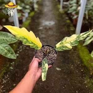 Filodendro variegado color caramelo mármol - Planta viva - Planta rara de colección (foto real)