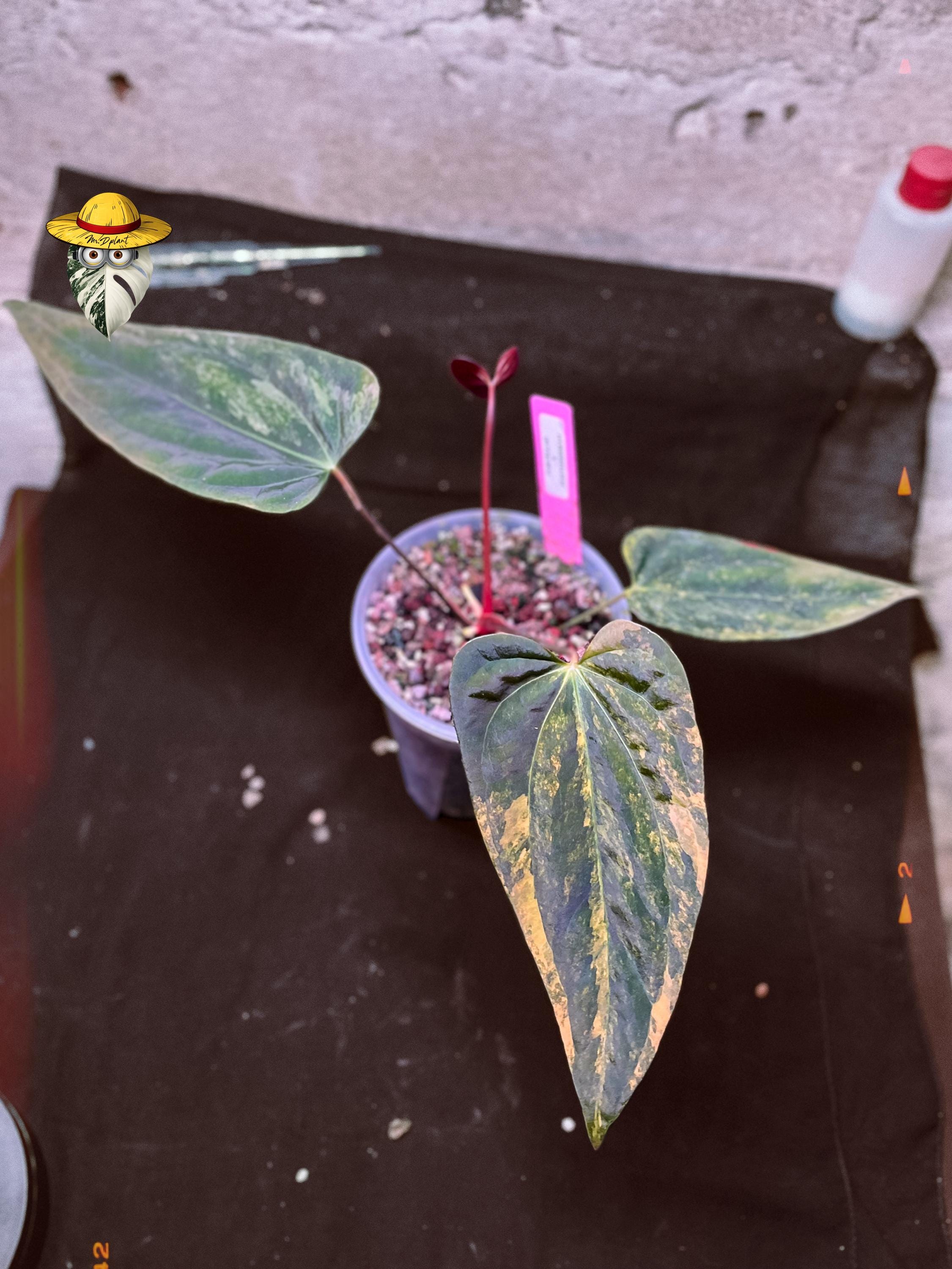 Anthurium fort sherman - Etsy 日本