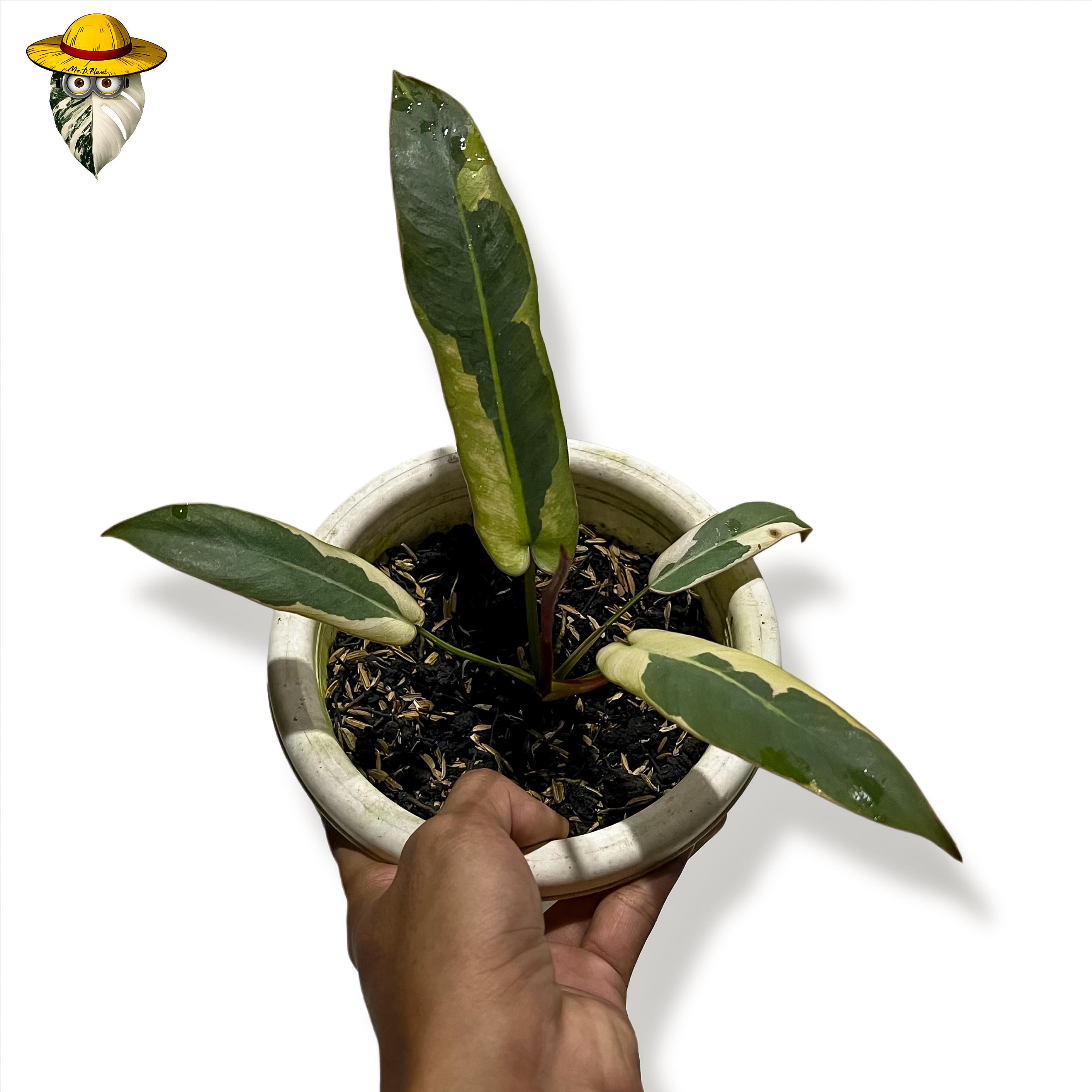 Philodendron atabapoense - Etsy 日本