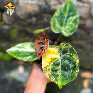 Anthurium king of spades x red crystallinum - Etsy 日本