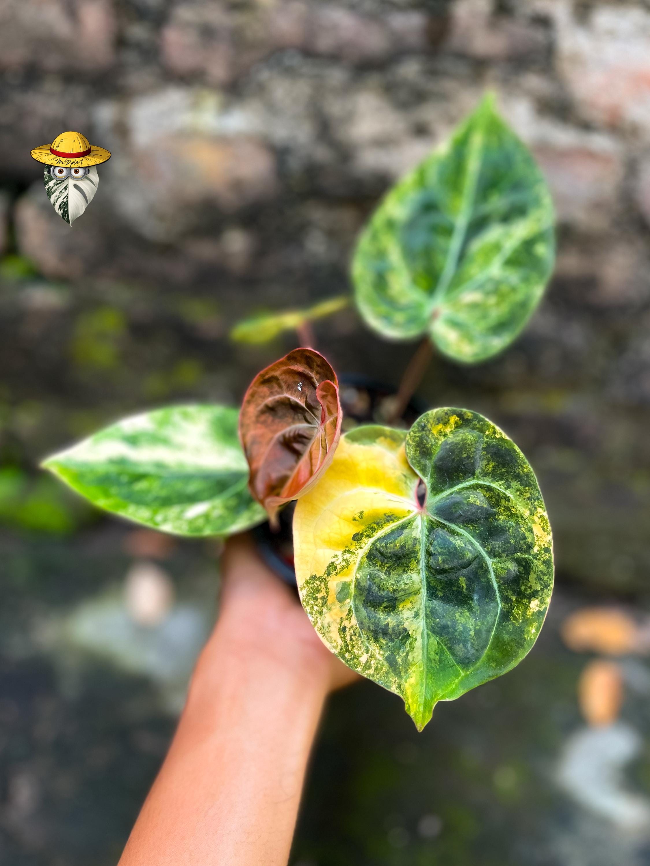 Anthurium king of spades x red crystallinum - Etsy 日本