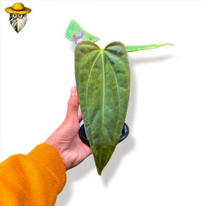 Anthurium fort sherman - Etsy 日本