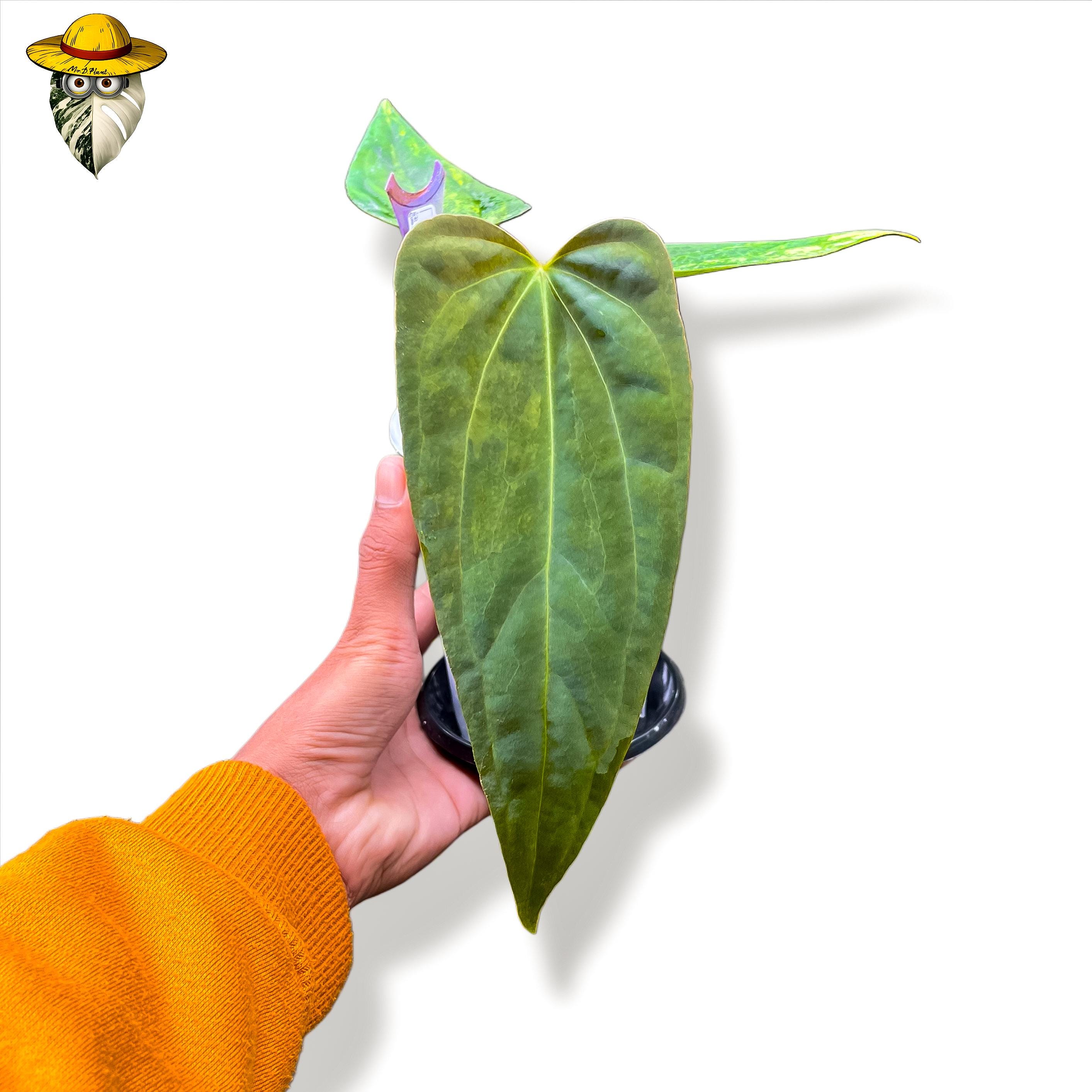 Anthurium fort sherman - Etsy 日本