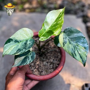 Monstera Mutation - Etsy