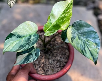 Monstera Jungle Mint Mutation Bonte Levende Plant Echte Foto
