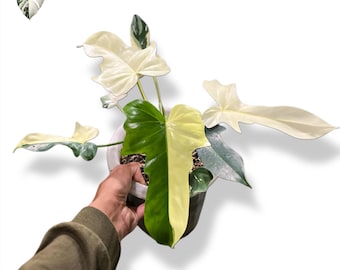 Philodendron Golden Dragon Albo Variegated Live Plant (Real Photo)