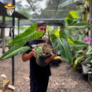 May include: A potted plant with large, vibrant green leaves. The plant is held in a black pot and has a thick stem. The leaves have prominent veins and a slightly lighter green hue near the edges. The background is a blurred outdoor setting.
