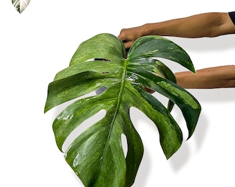 Monstera jungle menthe panachée une feuille feuilles uniques (vraie photo) plante réelle
