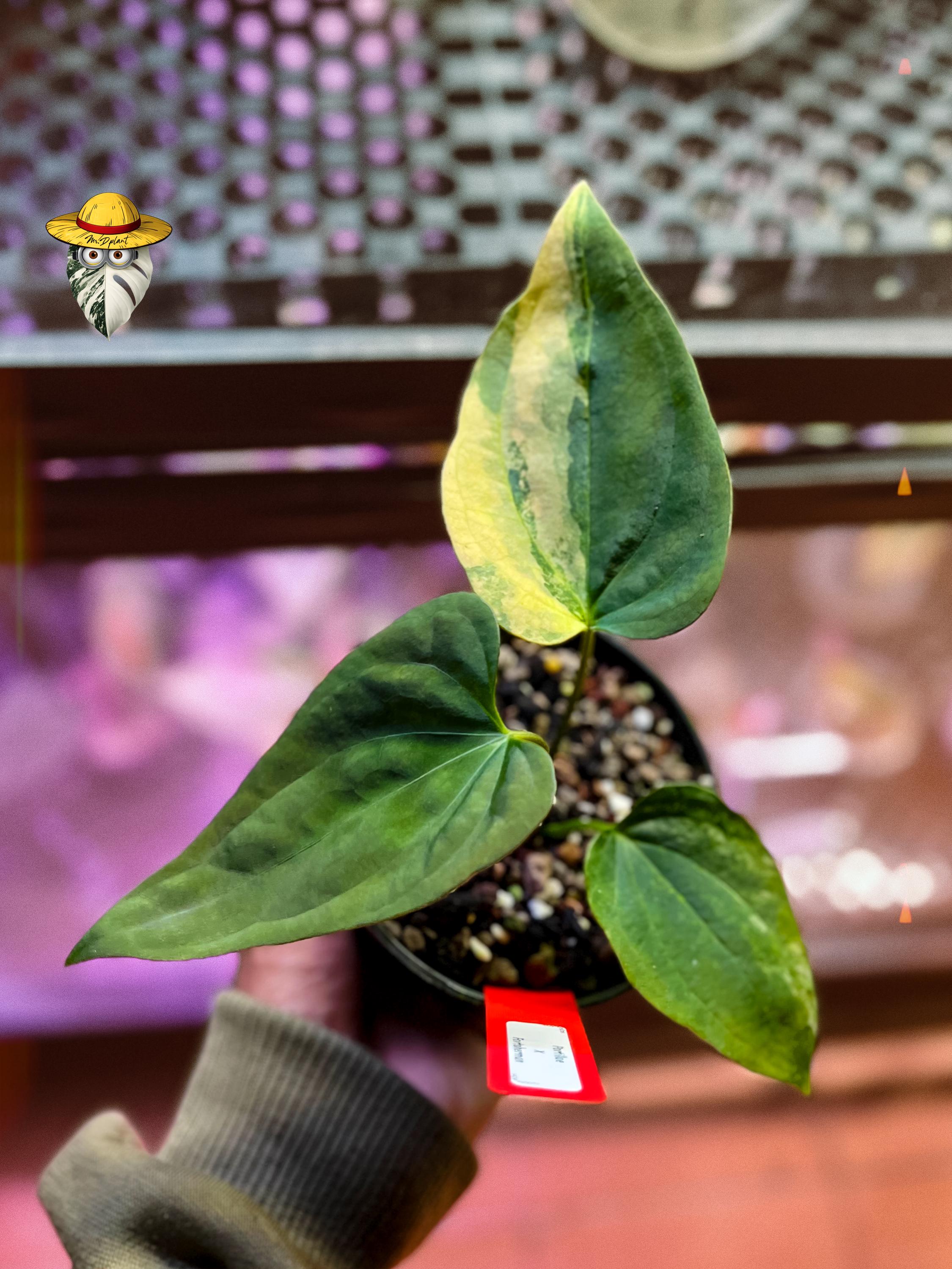 Anthurium fort sherman - Etsy 日本