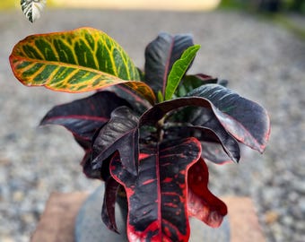 Codiaeum Variegatum Black Jet Li Croton Plant Real Photo