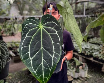 Anthurium dark form Crystallinum Starter Plant (ALL STARTER PLANTS