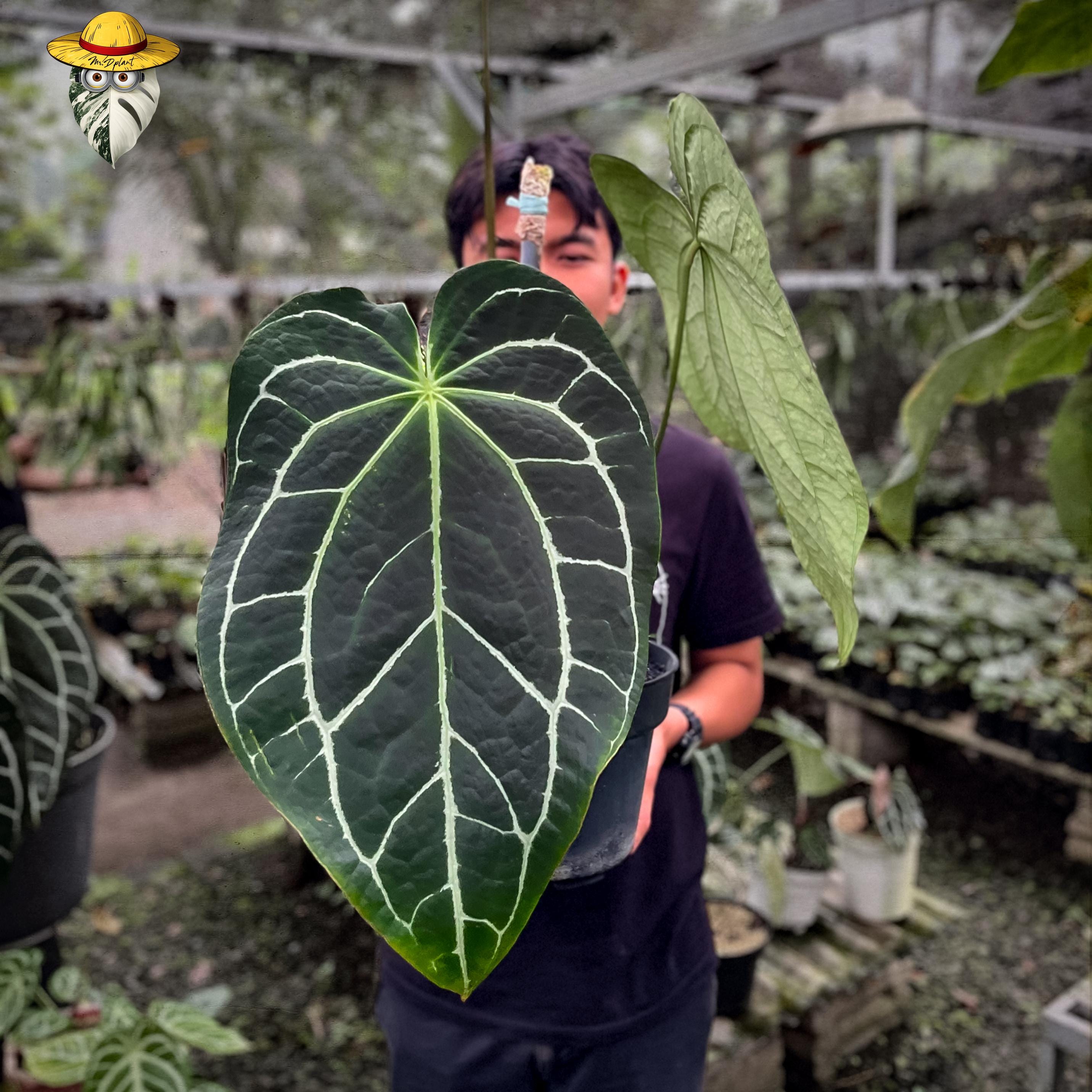 Anthurium Dark Crystallinum - Etsy