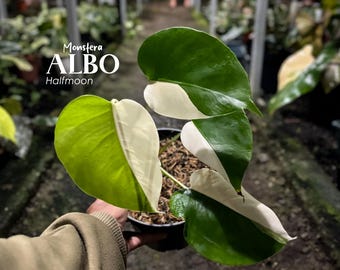 Monstera Albo Variegated – Halfmoon Form | Real Picture | Tropical Plant | Rare Aroid