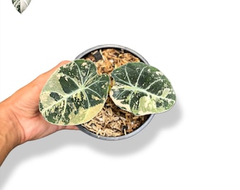 斑入りアロカシア ブラックサトゥーン スターダスト - 希少な組織培養