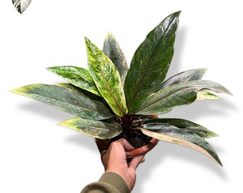 Anthurium Hookeri Pink Variegated Medium Size Live Plant (Real Photo)