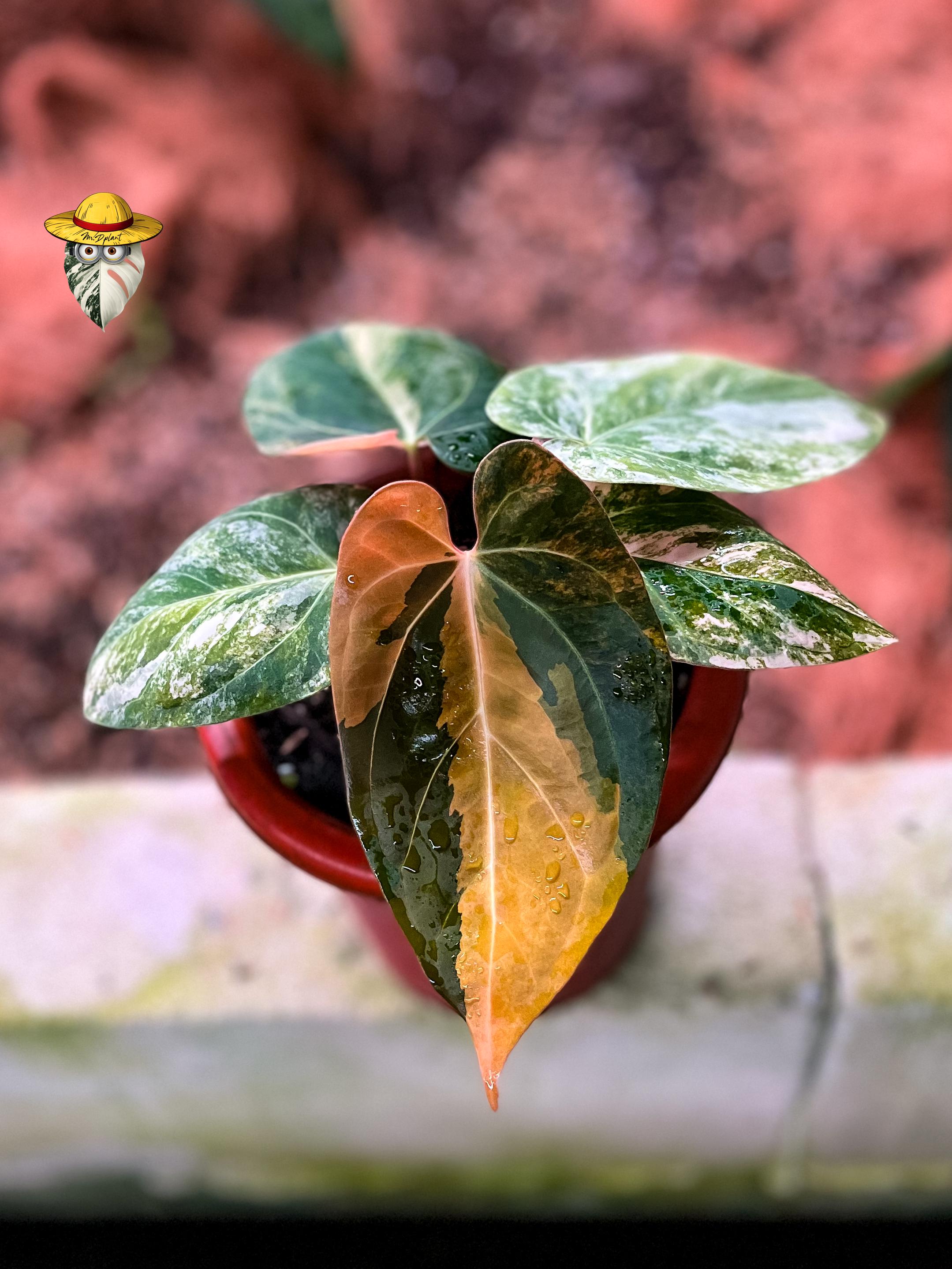 Anthurium dressleri - Etsy 日本